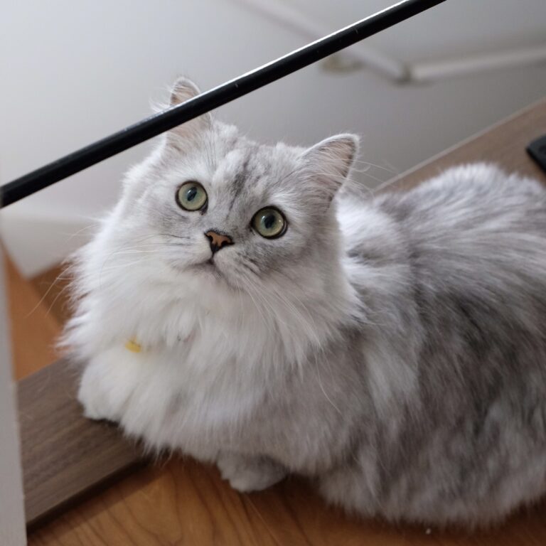 シャルル