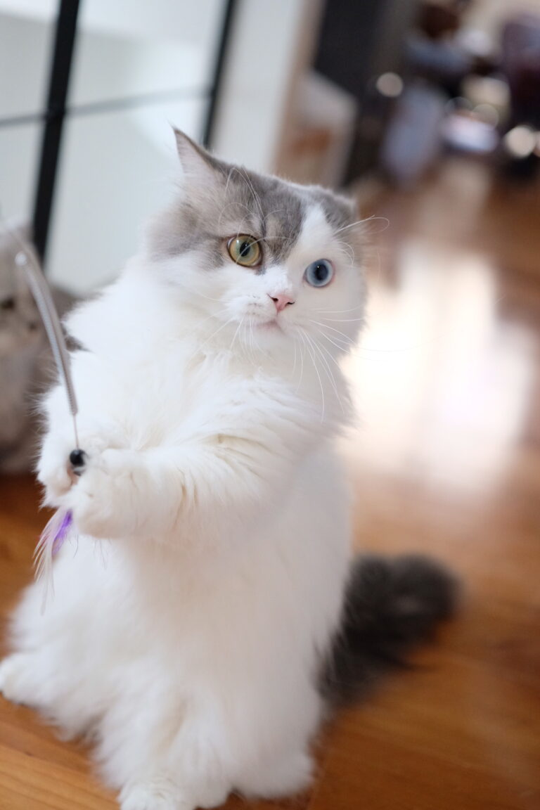 ルシエル