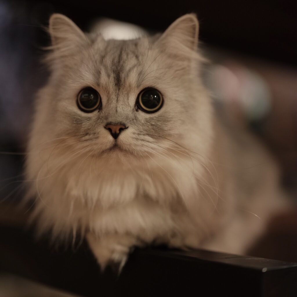 シャルル